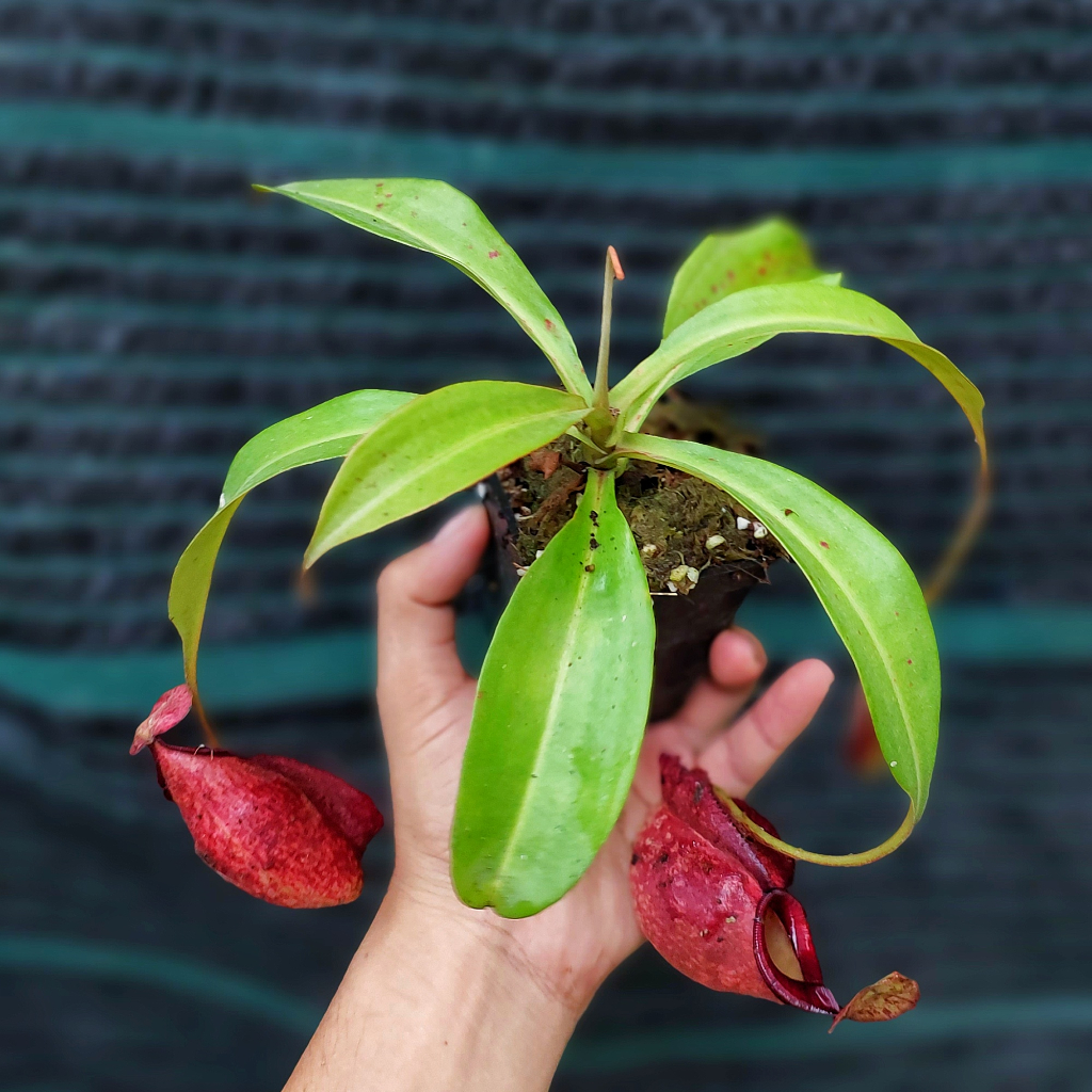 Cây bắt mồi, cây nắp ấm N. mirabilis winged x (viking x hookeriana)