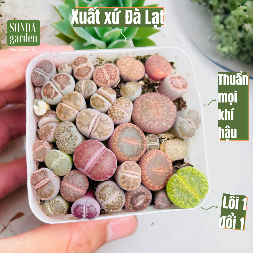 Sen mông lithop SONDA Garden cả chậu cạnh 6.5cm, xuất xứ Đà Lạt, cây cảnh trang trí nhà cửa, lỗi 1 đổi 1