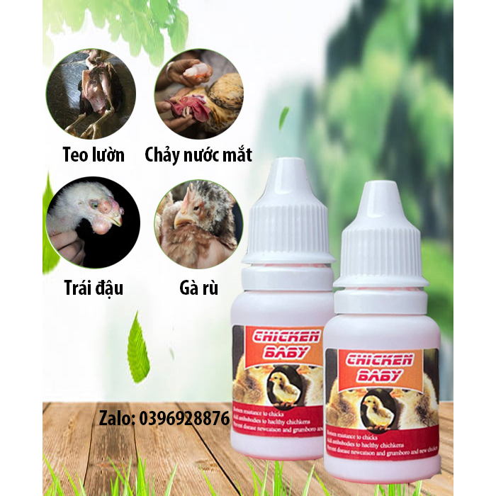 CHICKEN BABY, ÚM GÀ CON SỐ 1