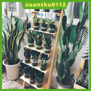 Chậu trồng hoa cây cảnh 1.5Gal trồng cây văn phòng để bàn kèm đĩa