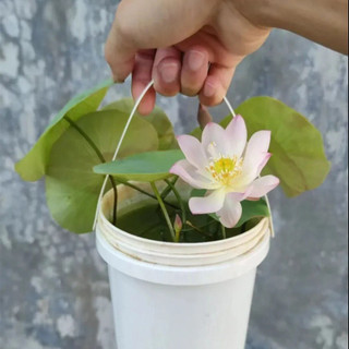 10 Hạt Sen Mini Nhật Full Màu ,nảy mầm 100% ( chọn màu )