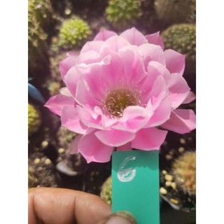 Xương rồng Lobivia (nhiều size, siêng hoa, có hàng sẵn nụ)