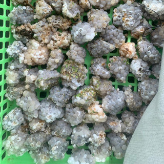 ( 10Ổ)Trứng Ốc Nhồi Miền Bắc
