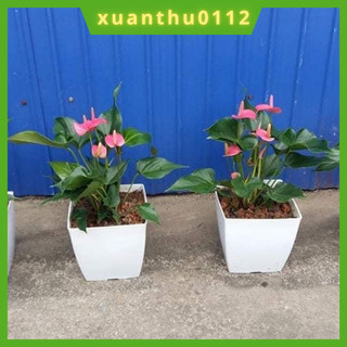 Chậu nhựa vuông V16 trồng hoa cây cảnh văn phòng kèm đĩa hàng loại 1 KT 16x16x16cm.