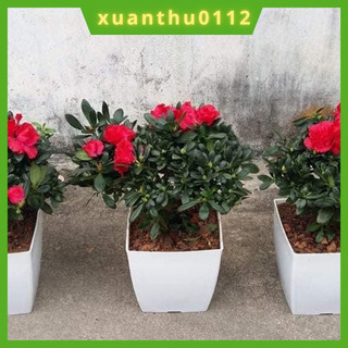 Chậu nhựa vuông trồng hoa cây cảnh văn phòng V20, chậu vuông màu trắng hàng loại 1 dày đẹp, KT 20x20x20cm.