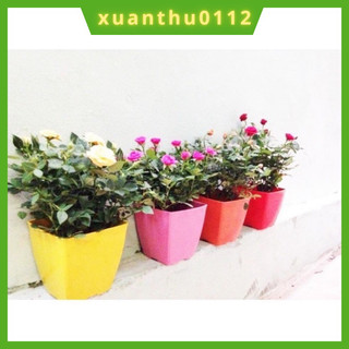 Chậu nhựa vuông V9 trồng hoa cây cảnh văn phòng hàng loại 1 kích thước 9 x 9 cm.