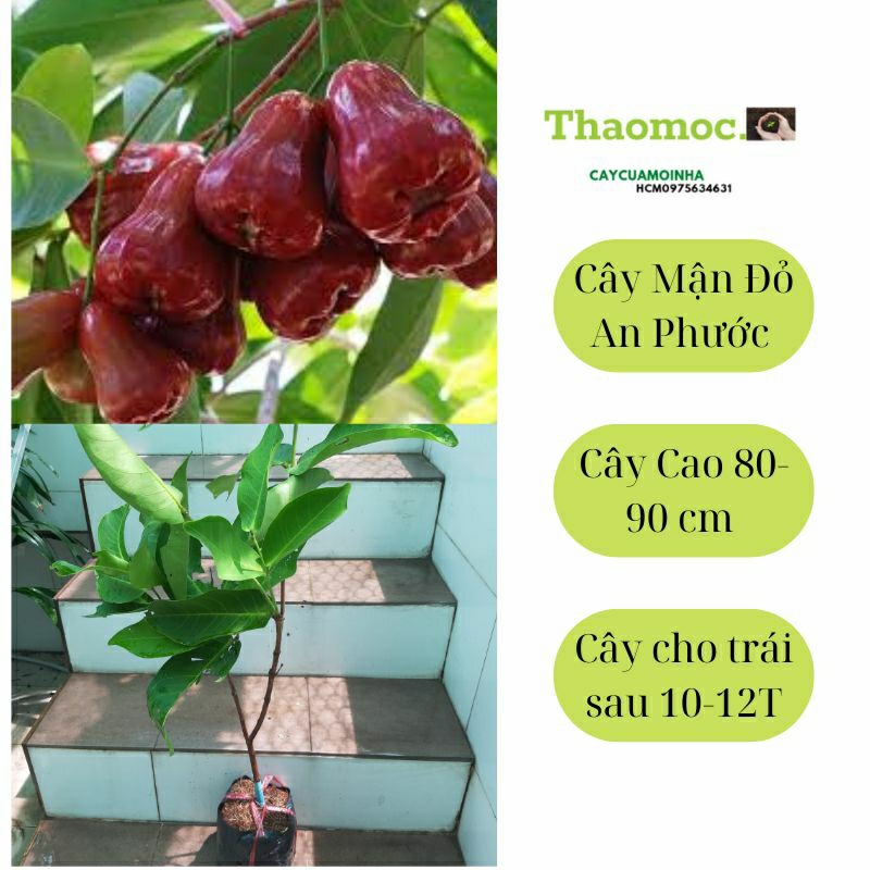 Cây Mận An Phước, Mận Đỏ An Phước ( cây cao 80-90 cm).
