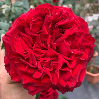 Hoa hồng Bụi Red Ohara Rose - hàng sưu tầm