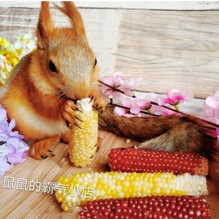 Bắp ngô mini, bắp ngô mài răng cho Hamster, Sóc con, sóc bay, nhím