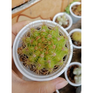 Xương rồng bí xanh size bầu