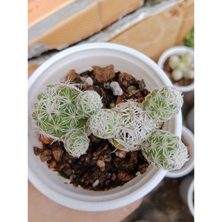 Xương rồng trứng chim size bầu