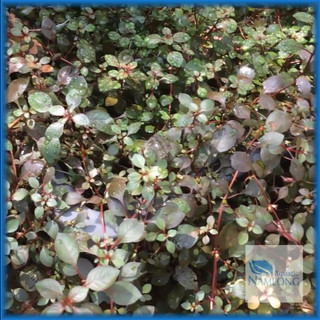 Tân đế tài hồng (10 ngọn) - Cây thủy sinh cắt cắm không cần CO2