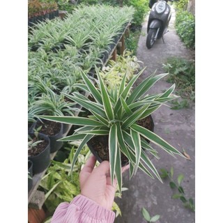 Cây ngải Nàng Rù (Cỏ lan chi)