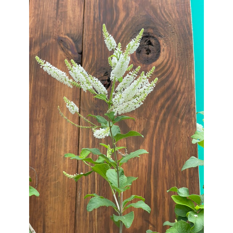 Bạch trầm hương