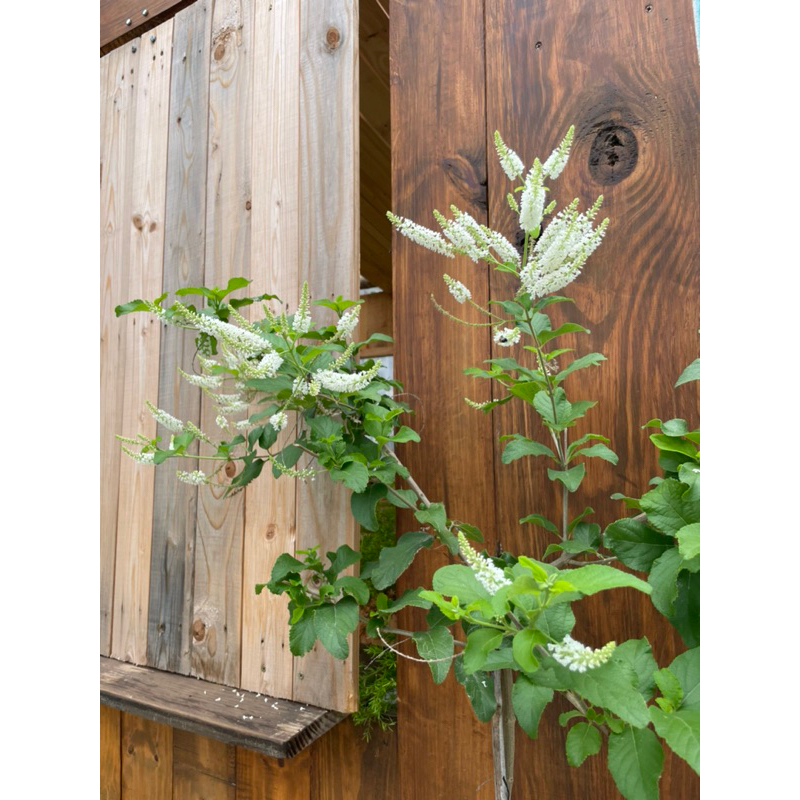 Bạch trầm hương