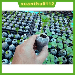 [50 VIÊN] Viên nén xơ dừa ươm hạt giống, ươm cây đơn giản, hàng loại 1 viên to, dày