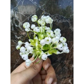 100g hoa baby làm vòng hoa