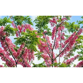 Cây giống Muồng Hoa Đào (hoa muồng anh đào)
