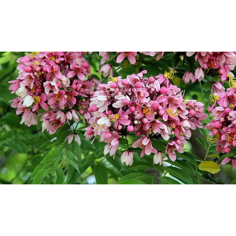 Cây giống Muồng Hoa Đào (hoa muồng anh đào)