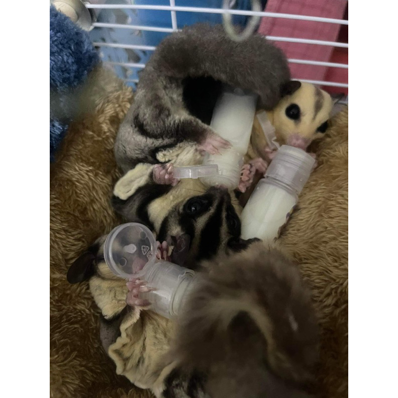 Bình Sữa cho Sóc Bay Úc-Hamster