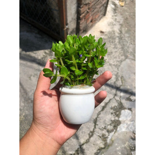 Cây Thuỷ Sinh: RONG LA HÁN ĐỎ (Không Cần Co2)