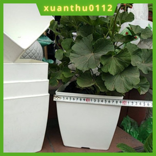   10 cái Chậu nhựa vuông V20cm- kèm đĩa chậu vuông trồng cây hoa hàng đẹp cao cấp nhựa dày xịn 