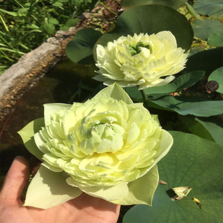 Sen Bách Diệp Trăm Cánh (Chọn Màu)