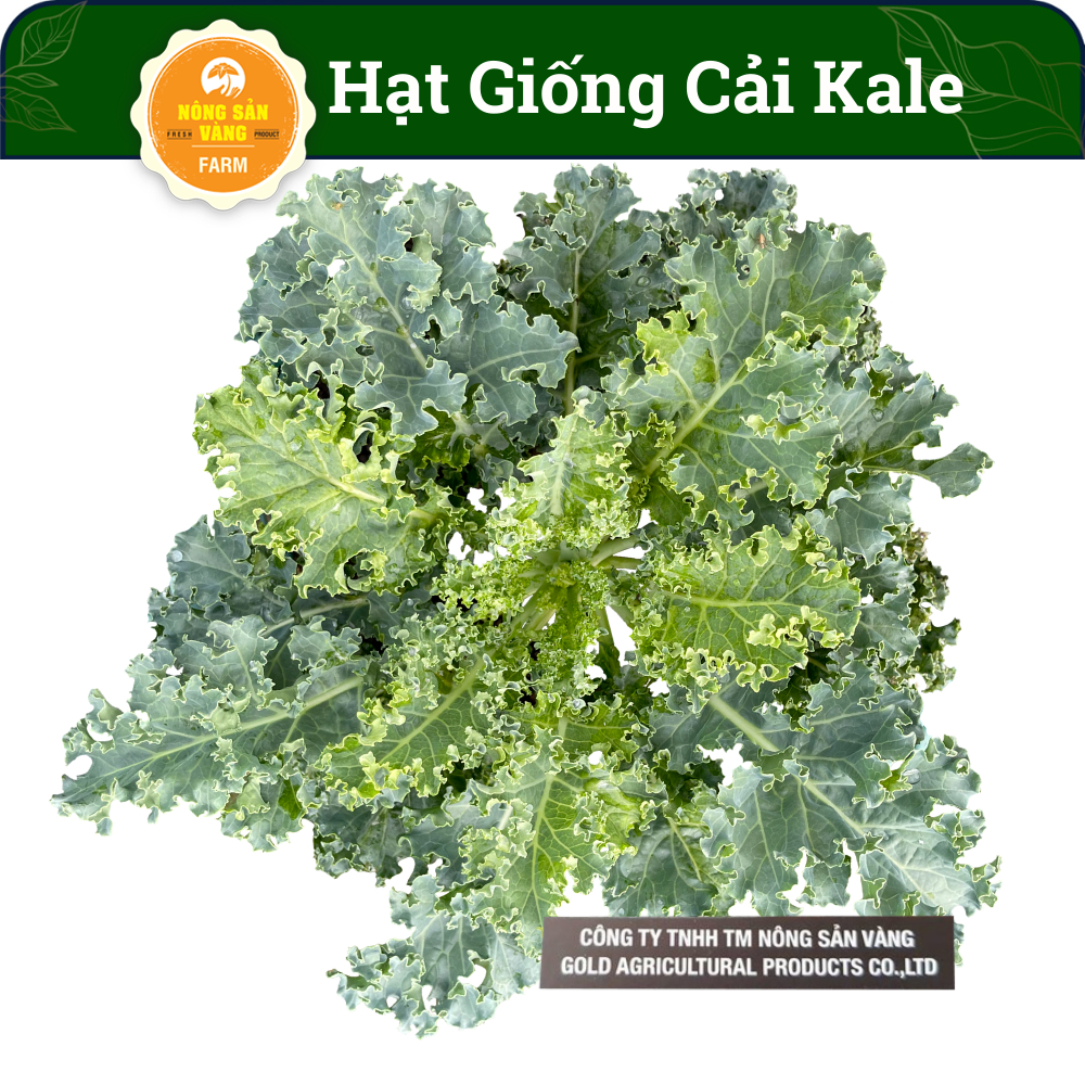 Hạt giống Cải Xoăn Kale (50 hạt) - Nông Sản Vàng