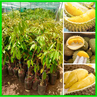 Cây sầu riêng Thái choai cao 1-1,2m bầu to