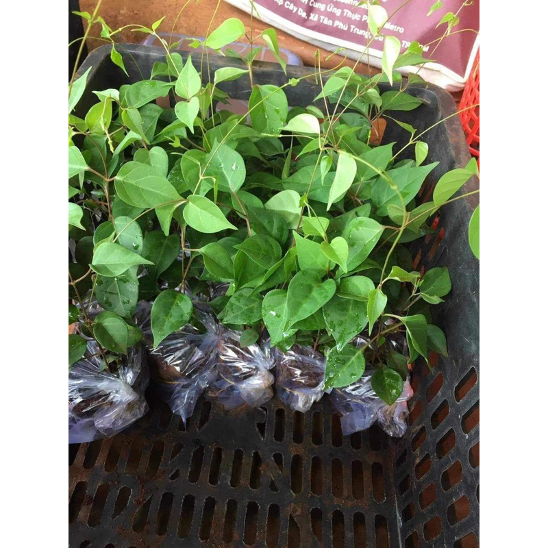 Cây giống lá giang nấu gà