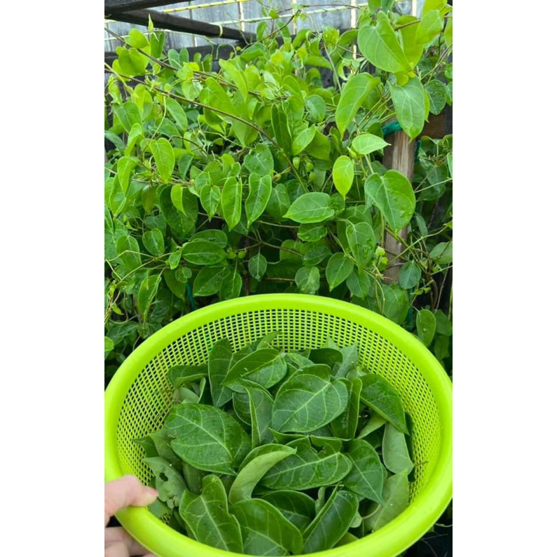 Cây giống lá giang nấu gà