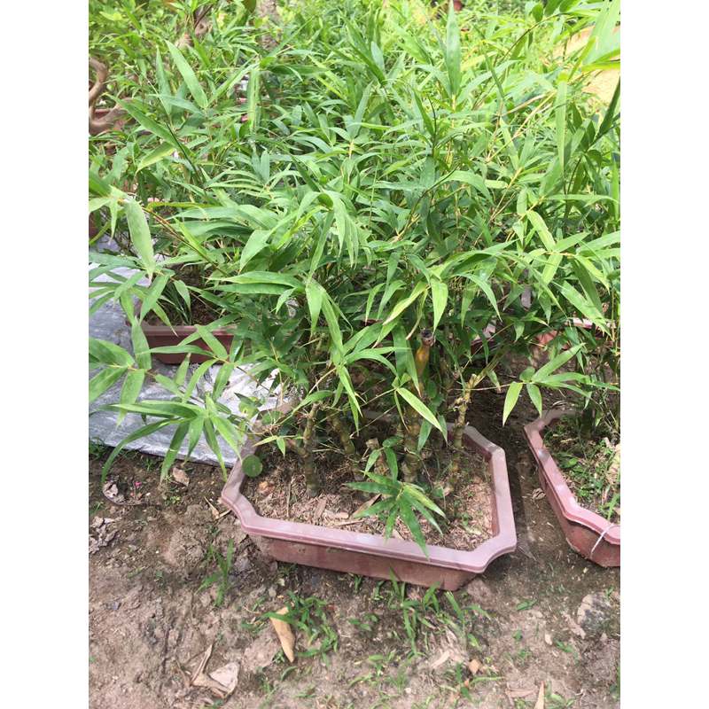 Cây tre phng thủy (trúc đùi gà)
