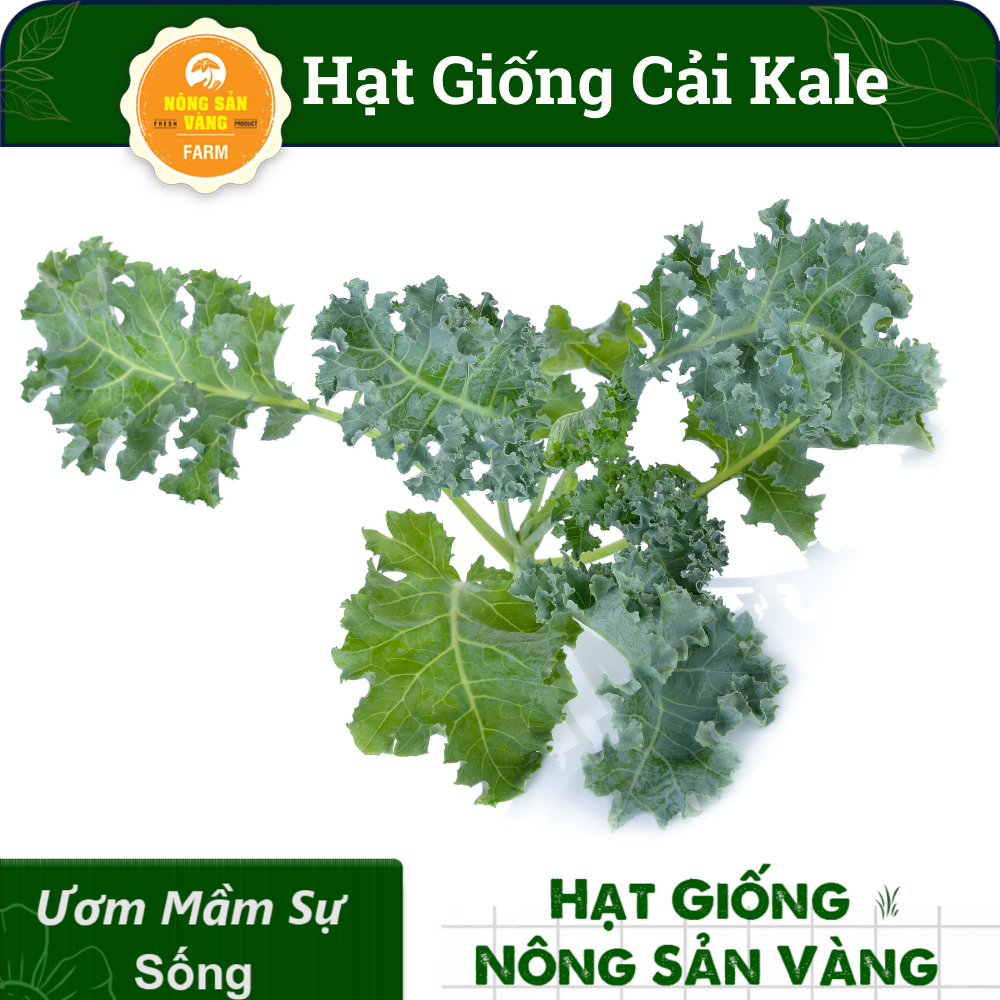 Hạt giống Cải Xoăn Kale (50 hạt) - Nông Sản Vàng