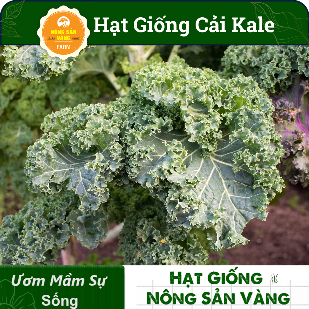 Hạt giống Cải Xoăn Kale (50 hạt) - Nông Sản Vàng