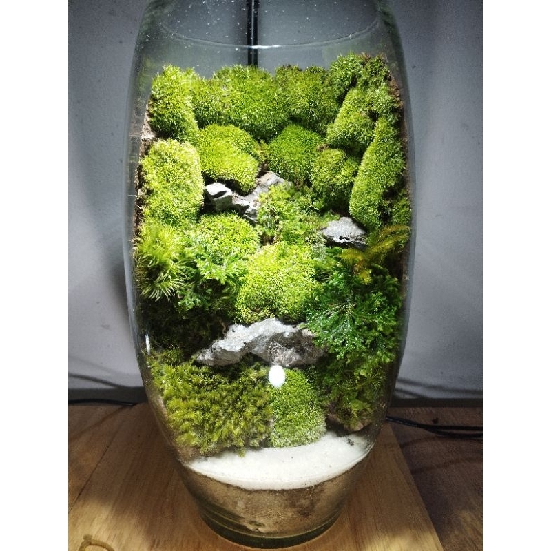 Rêu miniffiss