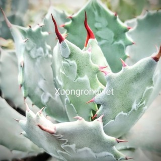 Cây Agave xanh
