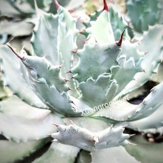 Cây Agave xanh