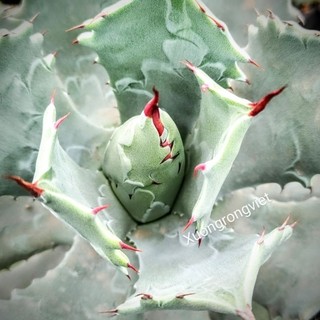 Cây Agave xanh