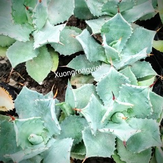 Cây Agave xanh
