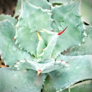 Cây Agave xanh