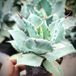 Cây Agave xanh
