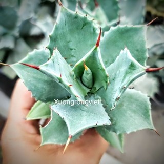 Cây Agave xanh