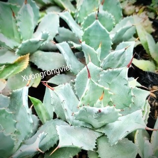 Cây Agave xanh