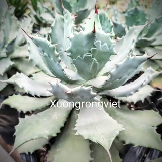 Cây Agave xanh