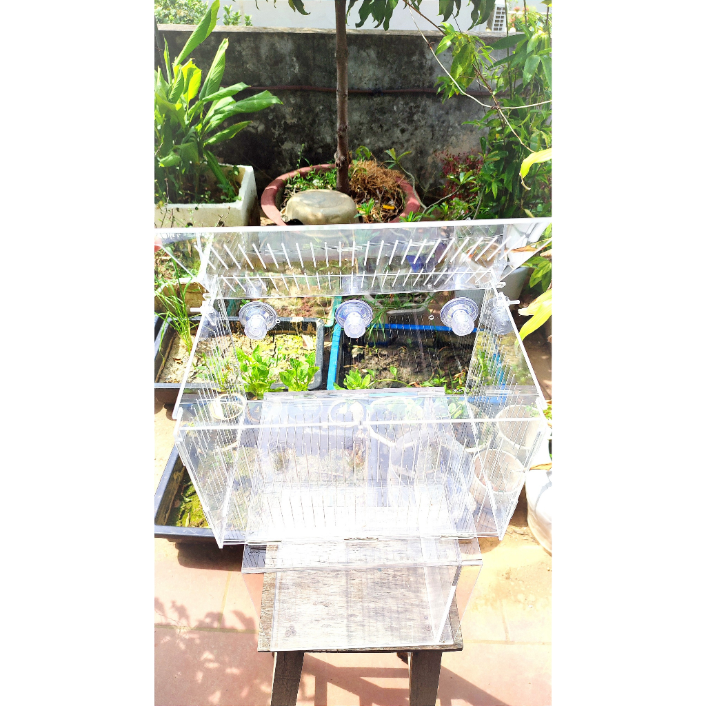Lồng dưỡng Acrylic:  30x20x20 Lồng dưỡng cá mica siêu nhẹ, siêu trong...dưỡng cá, tép, thủy sinh...