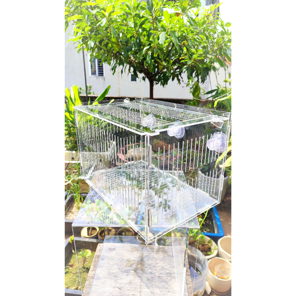 Lồng dưỡng Acrylic:  30x20x20 Lồng dưỡng cá mica siêu nhẹ, siêu trong...dưỡng cá, tép, thủy sinh...