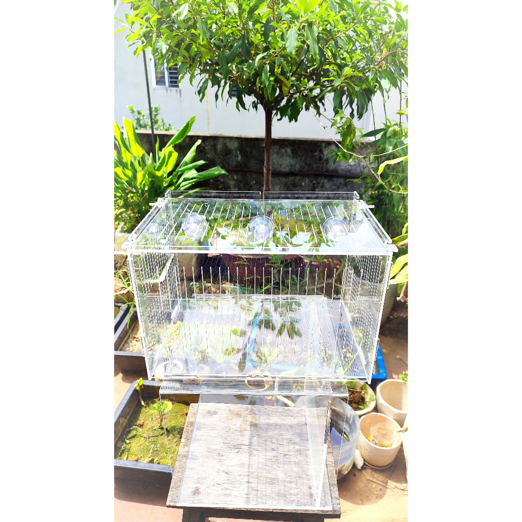 Lồng dưỡng Acrylic:  30x20x20 Lồng dưỡng cá mica siêu nhẹ, siêu trong...dưỡng cá, tép, thủy sinh...