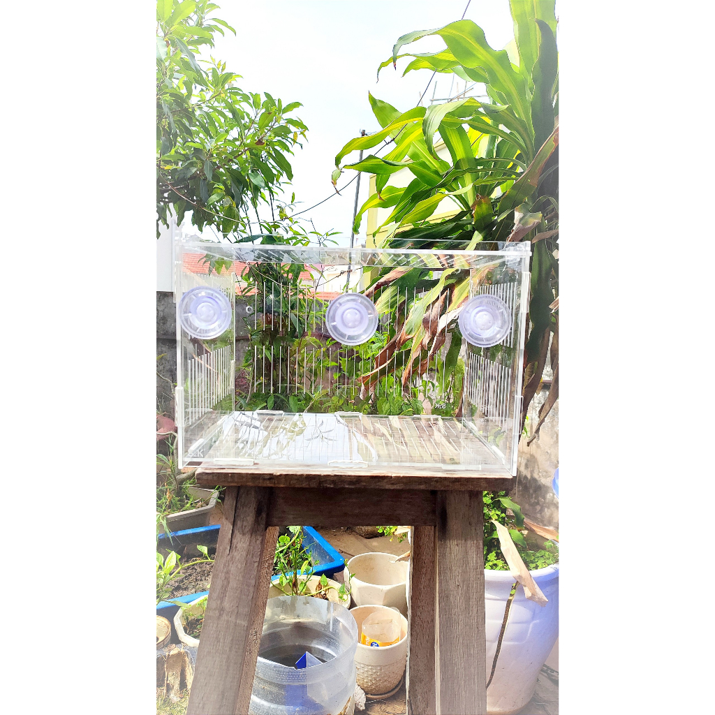 Lồng dưỡng Acrylic:  30x20x20 Lồng dưỡng cá mica siêu nhẹ, siêu trong...dưỡng cá, tép, thủy sinh...