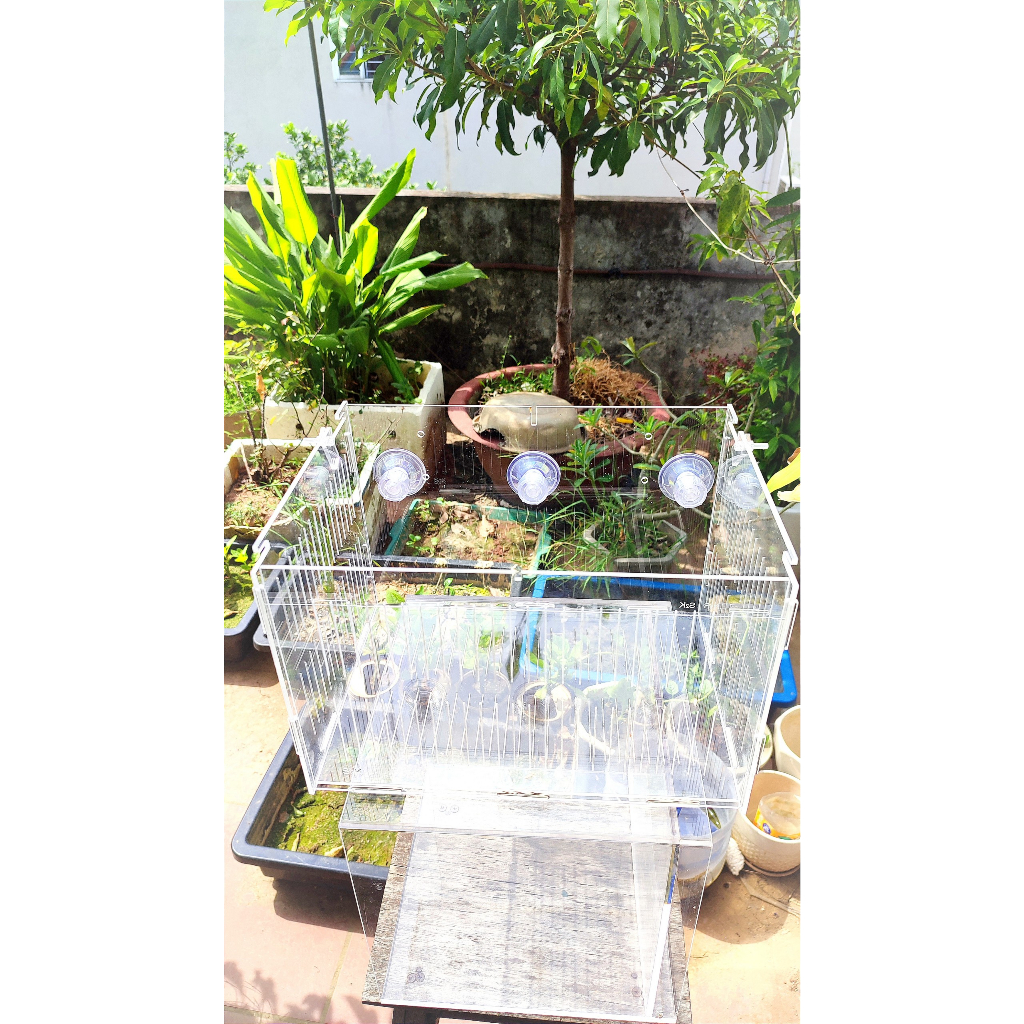 Lồng dưỡng Acrylic:  30x20x20 Lồng dưỡng cá mica siêu nhẹ, siêu trong...dưỡng cá, tép, thủy sinh...