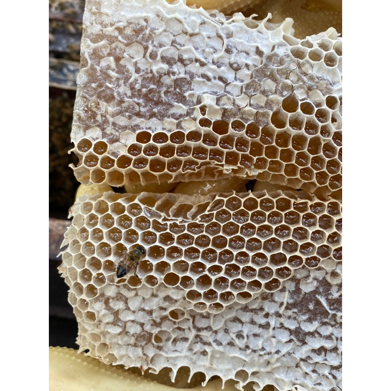 Sáp ong nguyên chất - giá sỉ - 500gr
